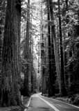Us 101 Through Redwood National Park Black and White Vertical Us 101 Through Redwood National Park black and white