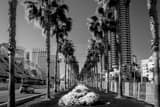 Purple Flower Beds Downtown San Diego Black and White Horizontal Purple Flower Beds Downtown San Diego black and white