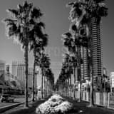 Purple Flower Beds Downtown San Diego Black and White Square Purple Flower Beds Downtown San Diego black and white