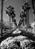 Purple Flower Beds Downtown San Diego Black and White Vertical Purple Flower Beds Downtown San Diego black and white