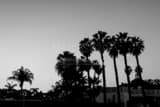 Washingtonia Palm Trees On Coronado Island Black and White Horizontal Washingtonia Palm Trees On Coronado Island black and white