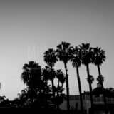Washingtonia Palm Trees On Coronado Island Black and White Square Washingtonia Palm Trees On Coronado Island black and white
