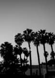 Washingtonia Palm Trees On Coronado Island Black and White Vertical Washingtonia Palm Trees On Coronado Island black and white