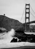 Lone Tree Overlooks Golden Gate Bridge Black and White Vertical Lone Tree Overlooks Golden Gate Bridge black and white