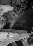 Forsyth Fountain Savannah Georgia Black and White Vertical Forsyth Fountain Savannah Georgia black and white