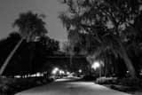 Spanish Moss On Oak Trees Forsyth Park Black and White Horizontal Spanish Moss On Oak Trees Forsyth Park black and white