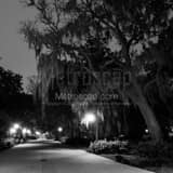 Spanish Moss On Oak Trees Forsyth Park Black and White Square Spanish Moss On Oak Trees Forsyth Park black and white