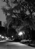 Spanish Moss On Oak Trees Forsyth Park Black and White Vertical Spanish Moss On Oak Trees Forsyth Park black and white