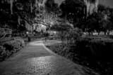 Spanish Moss Plant Museum Black and White Horizontal Spanish Moss Plant Museum black and white