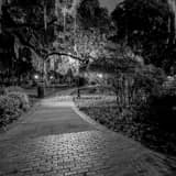 Spanish Moss Plant Museum Black and White Square Spanish Moss Plant Museum black and white