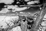 Dead Cottonwood Tree White Sands National Park Black and White Horizontal Dead Cottonwood Tree White Sands National Park black and white