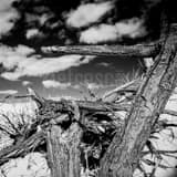 Dead Cottonwood Tree White Sands National Park Black and White Square Dead Cottonwood Tree White Sands National Park black and white
