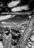 Dead Cottonwood Tree White Sands National Park Black and White Vertical Dead Cottonwood Tree White Sands National Park black and white