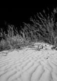 Sand Dunes In White Sands National Park Black and White Vertical Sand Dunes In White Sands National Park black and white