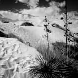 Yucca Plant In White Sands National Park Black and White Square Yucca Plant In White Sands National Park black and white