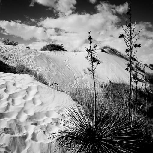Matte Black MDF Framed Black and White White Sands Photograph: A Yucca Plant in White Sands National Park in a Square Matte Black MDF Frame