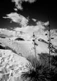 Yucca Plant In White Sands National Park Black and White Vertical Yucca Plant In White Sands National Park black and white